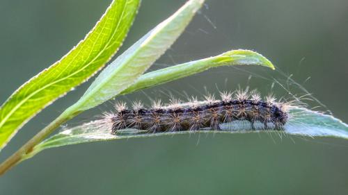 Lymantria dispar